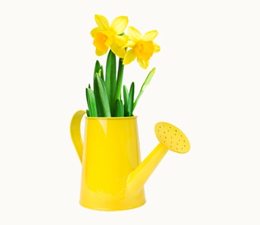Plant in a Plastic Pot