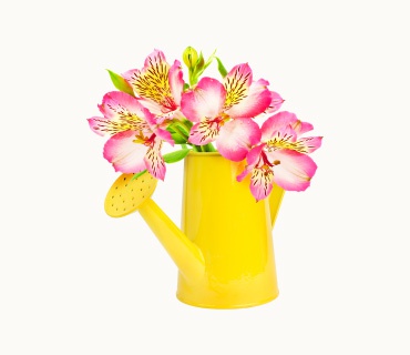 Plant in a Plastic Pot