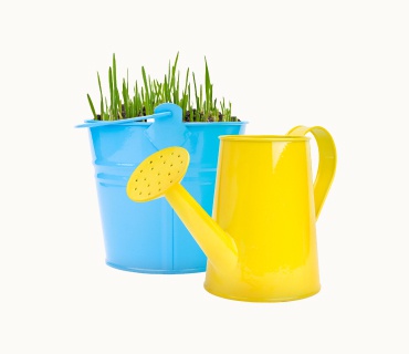 Plant in a Plastic Pot