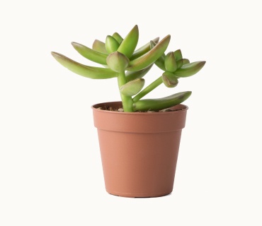 Plant in a Plastic Pot